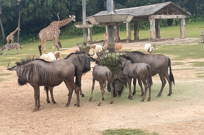 Guangzhou Private Safari Tour with Ride - Final Thoughts