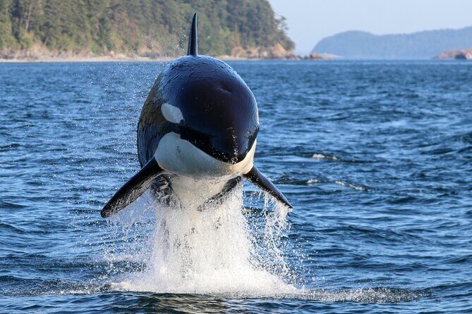 Guaranteed Whale Watch Tour from Anacortes - Good To Know