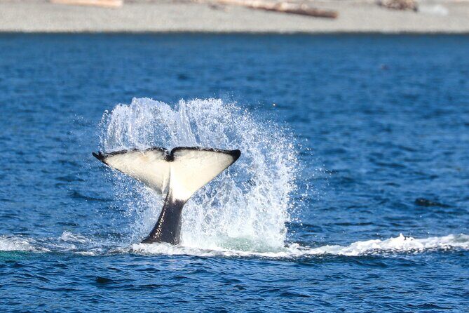 Guaranteed Whale Watch Tour from Anacortes - The Experience: What to Expect from the Tour
