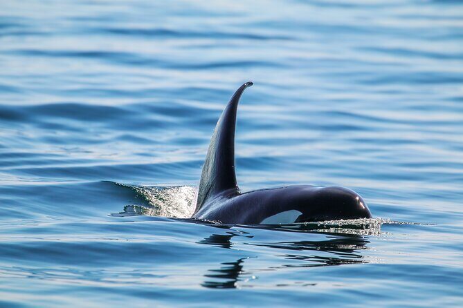 Guaranteed Whale Watch Tour from Anacortes - How Does It Compare Value-wise?