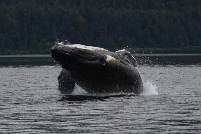 Guaranteed Whale Watching Adventure - Who Is This Tour Best For?