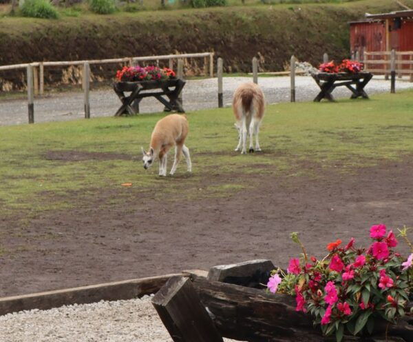 Guatapé Tour: All Inclusive Weekend - The Sum Up