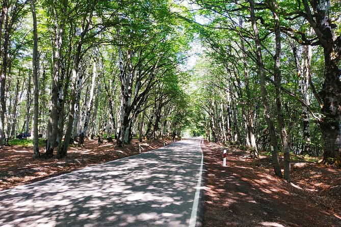 Gudauri Tour With Sabaduri Forest, Ananuri, Panorama Gudauri - Additional Information