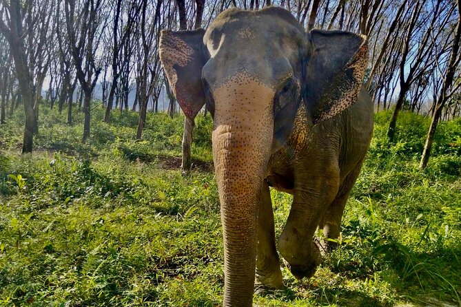 Guide Tour to Khaolak Elephant Sanctuary in Small Group - What to Expect at the Sanctuary
