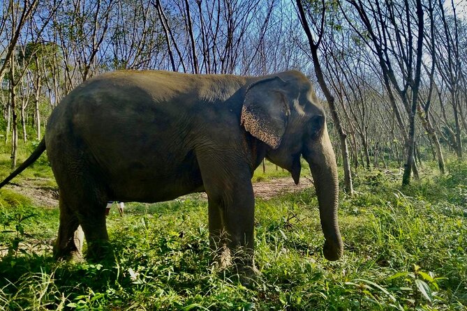 Guide Tour to Khaolak Elephant Sanctuary in Small Group - Interacting With the Elephants