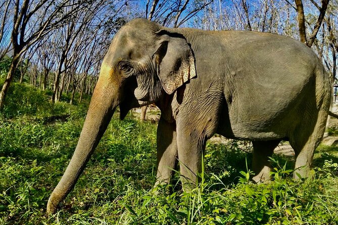 Guide Tour to Khaolak Elephant Sanctuary in Small Group - Common Questions