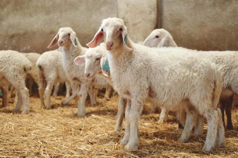 Guide Visit to the old Cheese Factory - What to Expect on the Tour