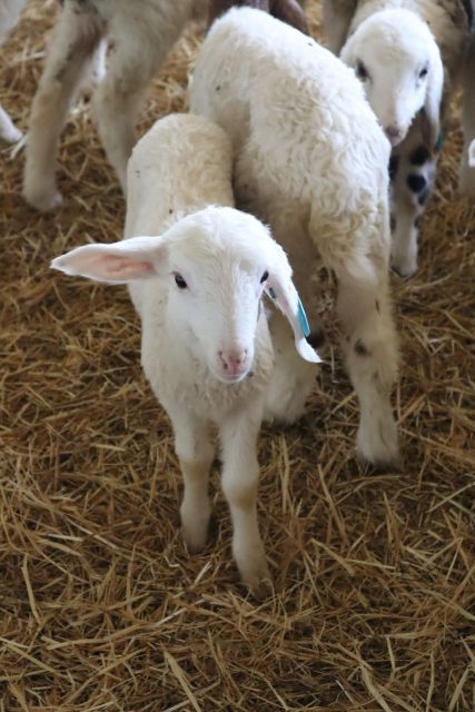 Guide Visit to the Old Cheese Factory - Experience Highlights
