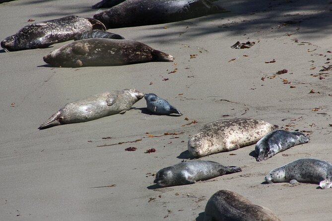 Guided 2-Hour Point Lobos Nature Walk - Cancellation Policy