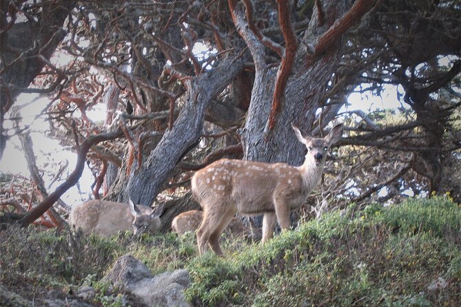 Guided 2-Hour Point Lobos Nature Walk - Meeting Point and Parking Details