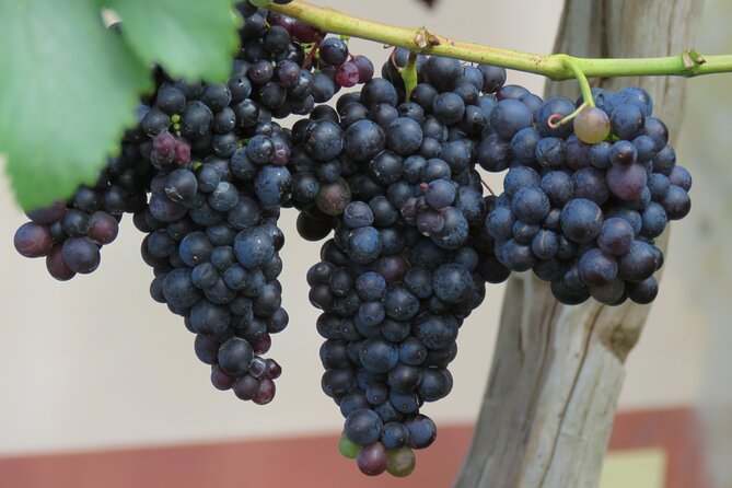 Guided 4x4 Adventure and Skywalk With Wine and Tapas in Madeira - Frequently Asked Questions