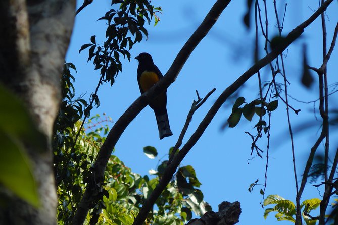 Guided 8-Day Yucatan Birding Expedition From Cancun  - Playa Del Carmen - Overview and Itinerary