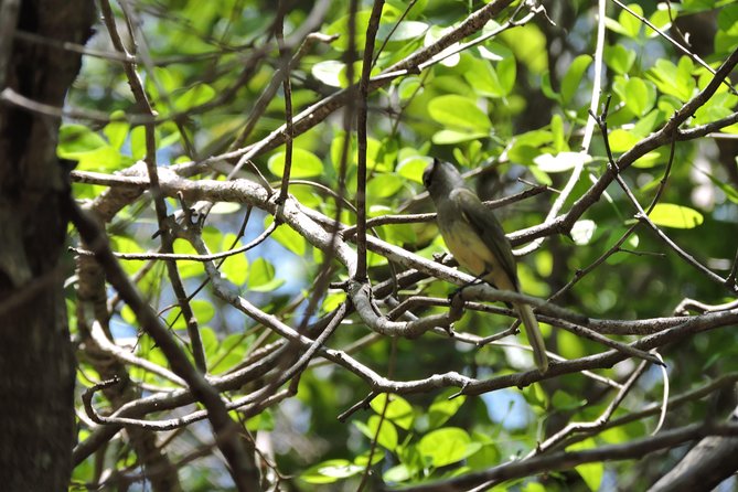 Guided 8-Day Yucatan Birding Expedition From Cancun  - Playa Del Carmen - Highlights of Day 1