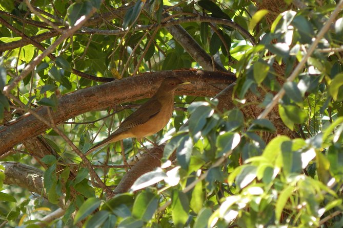 Guided 8-Day Yucatan Birding Expedition From Cancun  - Playa Del Carmen - Highlights of Day 2