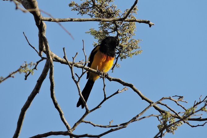 Guided 8-Day Yucatan Birding Expedition From Cancun  - Playa Del Carmen - Pickup, Start Time, and End Point