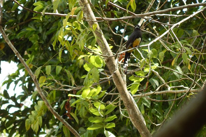 Guided 8-Day Yucatan Birding Expedition From Cancun  - Playa Del Carmen - Common Questions