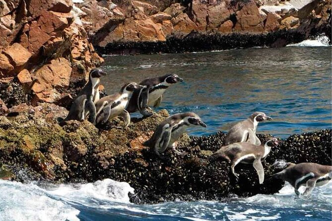 Guided Adventure to Paracas and Huacachina From Lima - Transportation Options