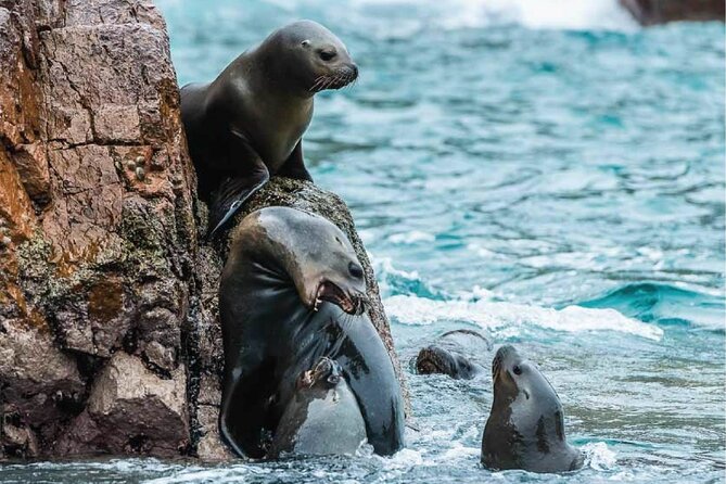 Guided Adventure to Paracas and Huacachina From Lima - Insider Tips and Recommendations