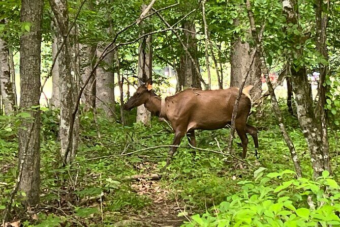 Guided Art Adventure Hikes in Great Smoky Mountains Natl Park - Price, Value, and Who Should Book