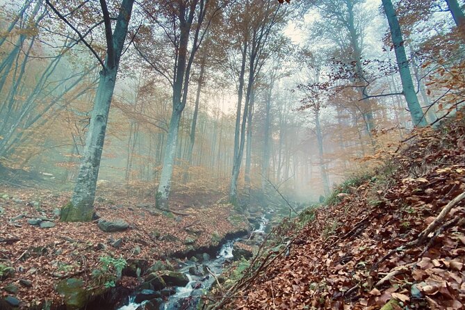 Guided Balkan Deep Forest Tour - Good To Know