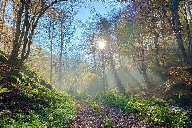 Guided Balkan Deep Forest Tour - The Sum Up