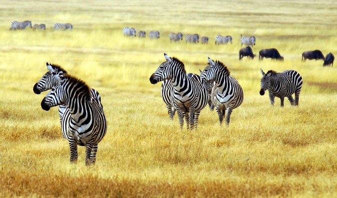 Guided Bike Tour at the Border of Arusha National Park - Good To Know