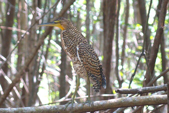 Guided Bird Watching Private Tour in Rio Lagartos from Tulum - Good To Know