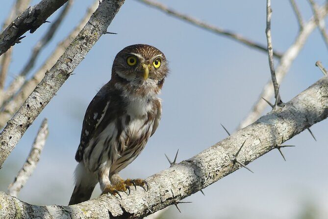 Guided Bird Watching Private Tour in Rio Lagartos from Tulum - An In-Depth Look at the Itinerary