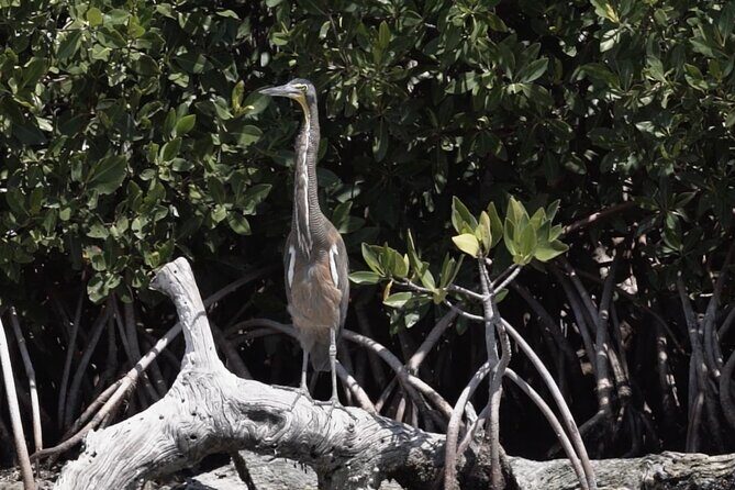 Guided Bird Watching Private Tour in Rio Lagartos from Tulum - Practical Tips for Your Bird Watching Adventure