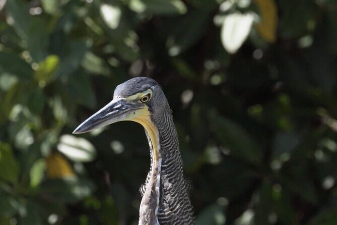 Guided Bird Watching Private Tour in Rio Lagartos from Tulum - FAQ
