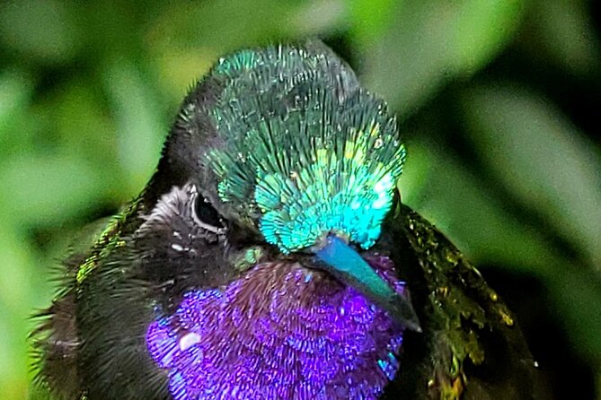 Guided Bird Watching Tour in Tapantí National Park  - Costa Rica - Tour Highlights