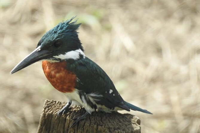 Guided Bird Watching Tour in Tapantí National Park  - Costa Rica - Booking and Logistics