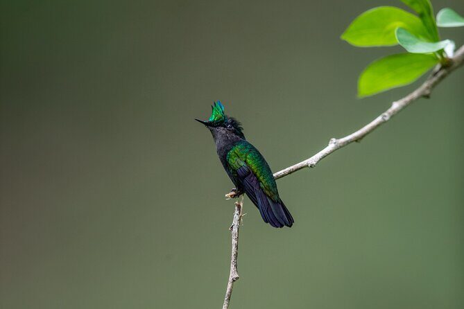 Guided Birdwatching Castries Waterworks Forest Reserve, St Lucia - Exploring the Castries Waterworks Forest Reserve