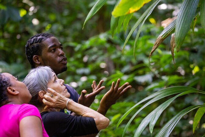 Guided Birdwatching Castries Waterworks Forest Reserve, St Lucia - Pricing and Value
