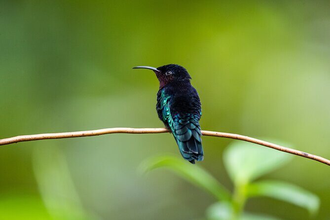 Guided Birdwatching Castries Waterworks Forest Reserve, St Lucia - Final Thoughts