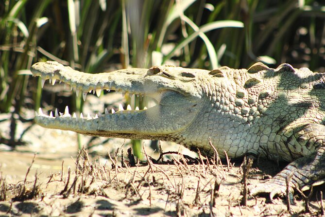 Guided Boat Tour and Lunch in Ortega  - Guanacaste and Northwest - Tour Details