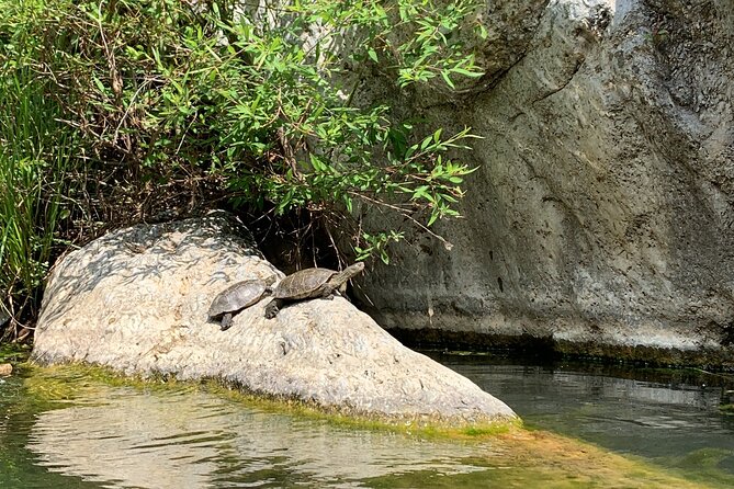 Guided Canyoning Adventure Near Marbella (Benahavís River Walk) - Activity Details