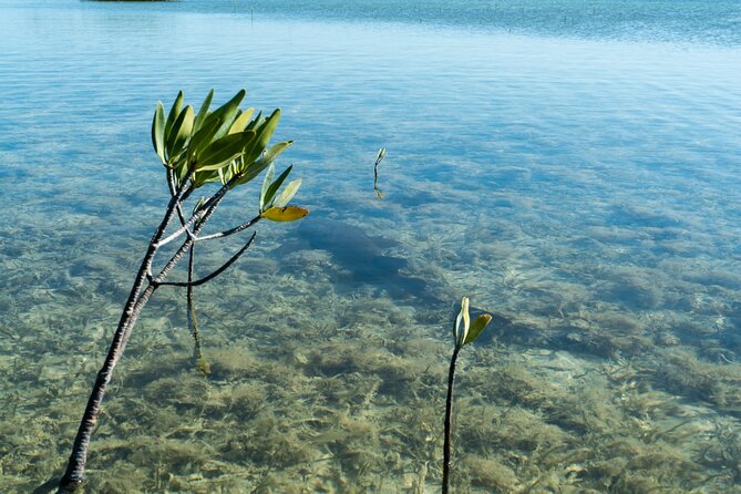 Guided Clear Kayak Eco-Tour of Sugarloaf Key (Near Key West) - Common Questions