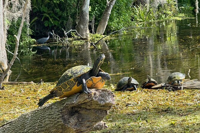 Guided Clear Kayak Tours on the Silver River - The Experience in Detail