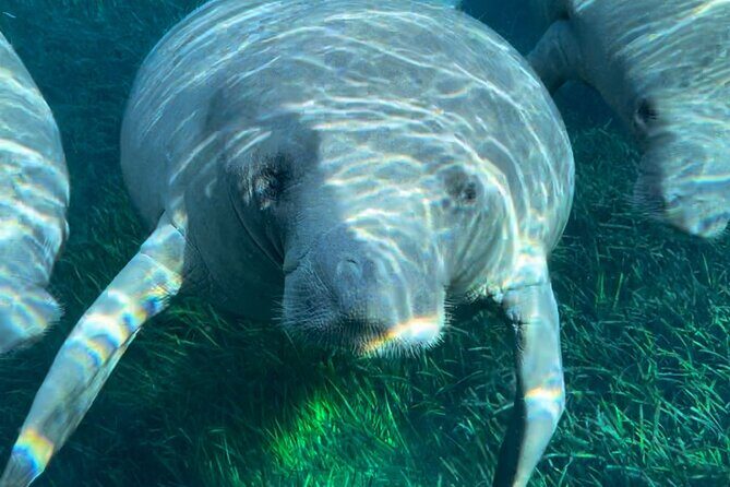 Guided Clear Kayak Tours on the Silver River - Who Would Love This Tour?