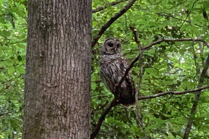 Guided Congaree National Park Kayak Tour - Why You’ll Love the Guided Congaree National Park Kayak Tour