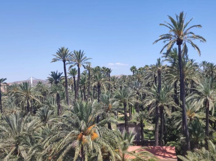 Guided Cultural Tour to 3 World Heritage by UNESCO in Elche - Good To Know