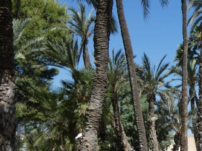 Guided Cultural Tour to 3 World Heritage by UNESCO in Elche - Detailed Itinerary