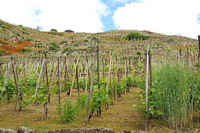 Guided Day Tour and Wine Tasting Northern Rhône Valley - Traveler Reviews