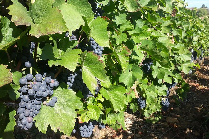 Guided Day Tour and Wine Tasting Northern Rhône Valley - Common Questions
