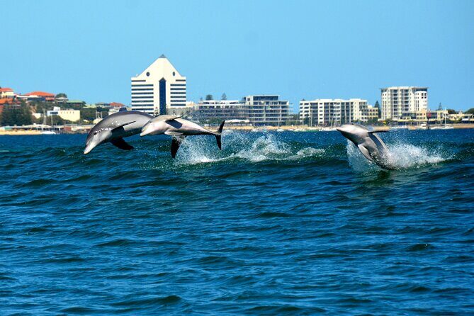 Guided Dolphin Eco-Cruise in Koombana Bay - Practical Considerations