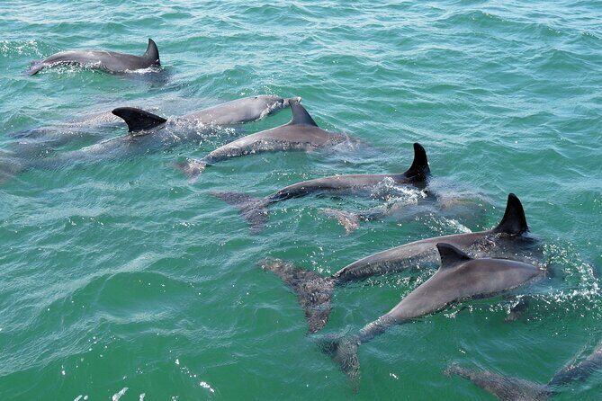 Guided Dolphin Eco-Cruise in Koombana Bay - Authentic Experiences from Reviewers