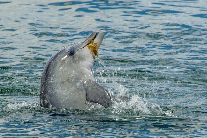 Guided Dolphin Eco-Cruise in Koombana Bay - Final Thoughts: Is This Tour for You?