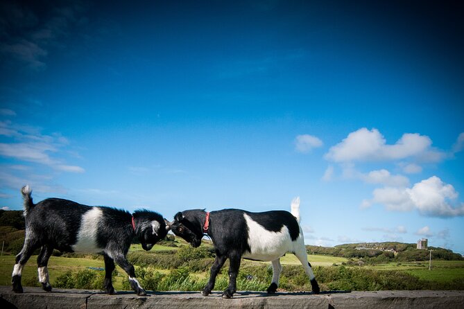 Guided Doolin Cave Tour: Experience Europes Largest Stalactite - Contact Information