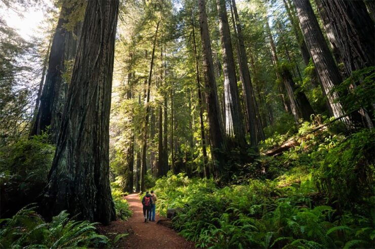Guided Electric Bike Tour to Muir Woods - Tour Highlights